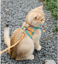 قلاده کتفی شبرنگ سگ و گربه به همراه لید، سایز S