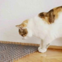 مت اسپایک مدل نرمال