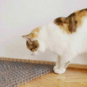 مت اسپایک مدل نرمال